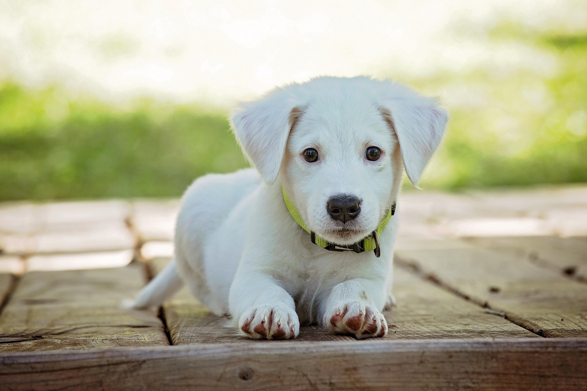 Asilo diurno per cani Cave Canem