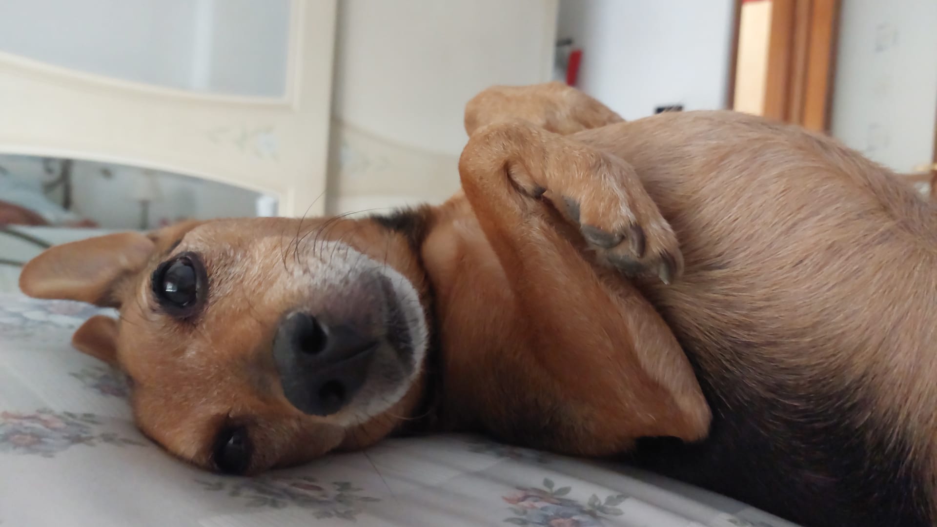 Pensione per cani Cave Canem